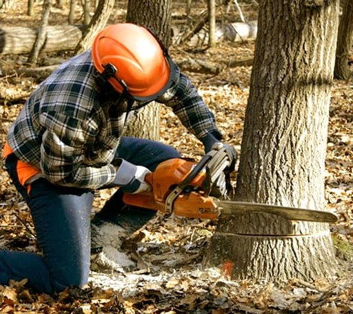 Tree Removal in Cameron, WV